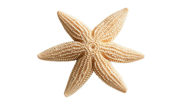 Five armed beige starfish with textured bumpy surface