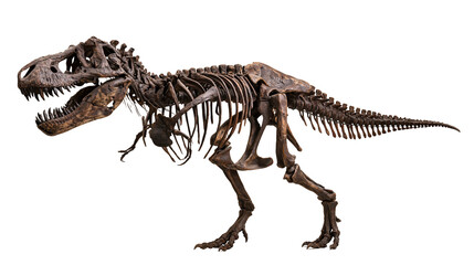 Tyrannosaurus rex dinosaur skeleton fossil with open jaw © Clementine