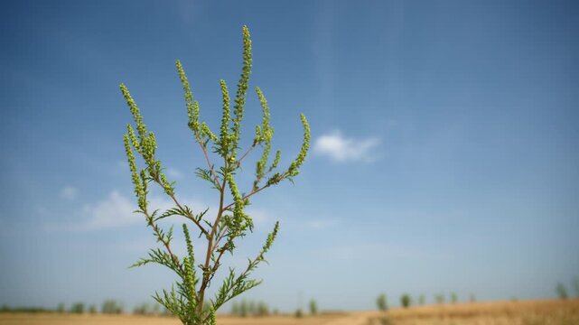 Single wild Ambrosia plant reaching into a cloudless blue sky on a sunny summer day. Ragweed, natural vegetation, allergen awareness, weed growth and botanical photography concept. 4K.
