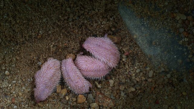 Close-up underwater view of pink sea cucumbers on a gravelly seabed
