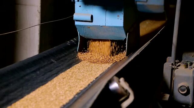 Industrial Machine Dispensing Grain Onto Conveyor Belt in Processing Facility
