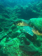 Fototapeta premium Hawksbill Sea Turtle Swimming on a Caribbean Coral Reef