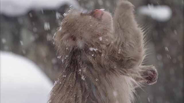Close-up of a snow monkey with snowflakes on its fur during a winter snowfall