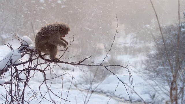Japanese macaque monkey perched on a snow-covered branch in winter