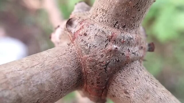 Brown cassava stem junction with knobby woody branches and rough bark