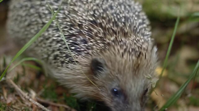 Close-up of a hedgehog foraging amongst forest floor debris and grass