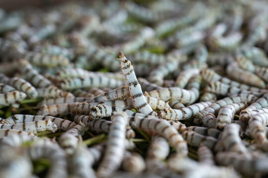 The silkworm is the larva or caterpillar of the domestic silkmoth, Bombyx mori. It is an economically important insect, being a primary producer of silk, Thailand.