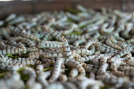 The silkworm is the larva or caterpillar of the domestic silkmoth, Bombyx mori. It is an economically important insect, being a primary producer of silk, Thailand.