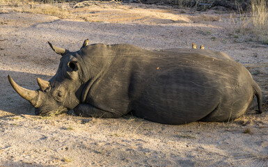 Rhino resting with little birds on it in the dusty dirt of Kruger National Park in South Africa © xXx_Dog_Lover_xXx
