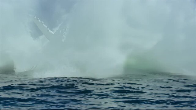 Majestic humpback whale breaches and splashes powerfully in the ocean