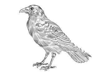Obraz premium crow raven bird sketch halloween