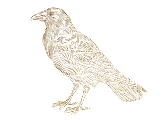 Obraz premium raven crow bird sketch drawing
