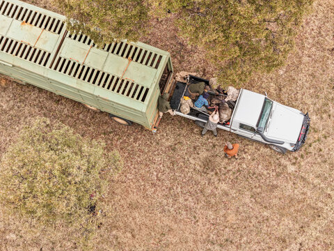 Aerial view of a wildlife management team loading a sedated wildebeest into a transport trailer in the savanna of Thabazimbi, Limpopo, South Africa.