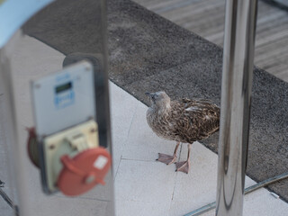 Juvenile seagull with mottled brown feathers stands on a tiled walkway © Denis Renkas