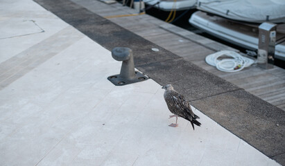 Juvenile seagull stands on a paved marina dock © Denis Renkas