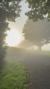 Nebel auf l&auml;ndlicher Stra&szlig;e unter gr&uuml;ner Baumallee
Fahrt entlang einer ruhigen l&auml;ndlichen Stra&szlig;e unter einer dichten Baumallee. Sommerliche Landschaft mit Feldern und nat&uuml;rlichem Sonnenlicht
