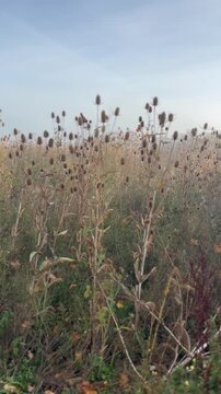 Schwenk durch eine naturnahe Wiese mit zahlreichen Wilden Karden (Dipsacus fullonum) und trockenen Samenst&auml;nden. Sp&auml;tsommerliche Wildvegetation in sanftem Licht.