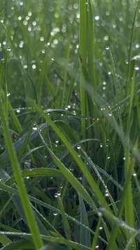 Morgentau auf Gras funkelt im Gegenlicht &ndash; Zahlreiche Wassertropfen auf langen Grashalmen reflektieren das einfallende Sonnenlicht. Ruhige Naturaufnahme am fr&uuml;hen Morgen.