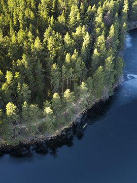 Aerial view of a dense pine forest bordering a dark, partially frozen lake with a small kayak paddling along the shoreline in Latvia.