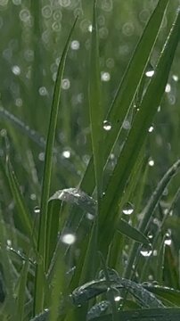Tautropfen auf gr&uuml;nen Grashalmen im Morgenlicht &ndash; Glitzernde Tautropfen liegen auf frischen gr&uuml;nen Grashalmen und leuchten im warmen Morgenlicht. Nat&uuml;rliche Detailaufnahme einer feuchten Wiese.