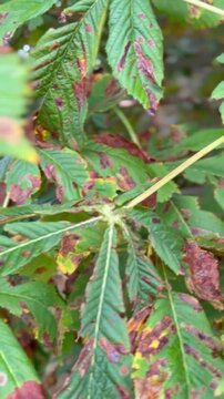 Kastanienbaum mit braunen Bl&auml;ttern nach Hitze und Trockenheit. Nahaufnahme einer Kastanie mit deutlich braun verf&auml;rbten und gesch&auml;digten Bl&auml;ttern im Sp&auml;tsommer. Sichtbare Zeichen von Trockenstress und