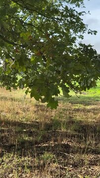 Herbstliche Jagdlandschaft mit Hochsitz unter alten Eichen &ndash; Ein h&ouml;lzerner J&auml;gerhochsitz steht am Rand einer Wiese zwischen alten Eichen. Herbstliches Eichenlaub, trockenes Gras und die ruhige Kulturl