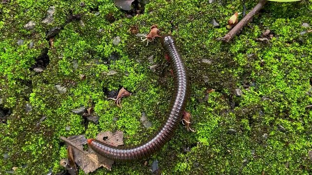 A millipede of the family Spirostreptidae, with a long, shiny, segmented body and reddish legs, slowly crawls across a moss-covered stone surface in a Thai rainforest.