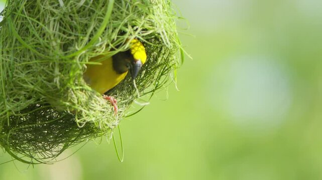 Close-up male Baya Weaver inside the entrance of a hanging nest, highlighting natural nesting behavior and the intricate woven grass structure.