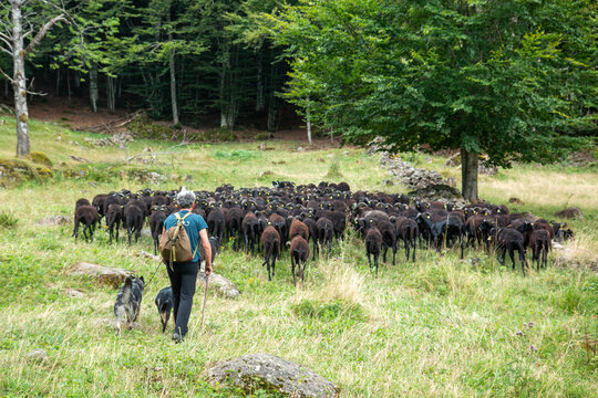 sheep farming: flock of Massesi sheep grazing in the Apennines