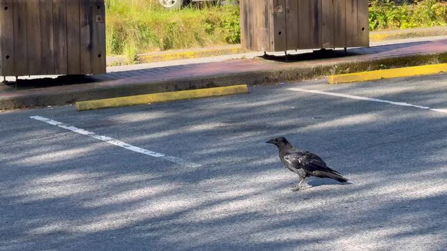 Wildlife b-roll tracking a large wild black common raven walking across a paved street near yellow parking blocks.