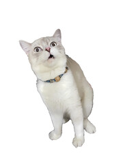 british shorthair cat © OnlyPleng