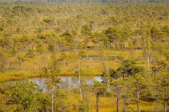 Beautiful Latvian bog landscape at Ķemeri with small water pools, twisted pine trees, reeds and golden autumn vegetation creating a peaceful natural wetland scene.