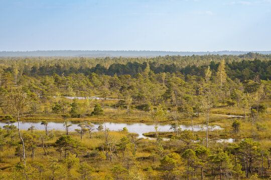 Scenic Ķemeri bog landscape in Latvia, showing natural peatland pools, stunted Scots pine, birch trees and extensive forest stretching to the horizon.