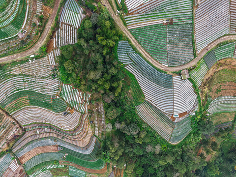 Aerial view of the terraced vegetable farms at Nepal Van Java, featuring intricate agricultural plots, winding dirt paths, and lush green slopes in Magelang, Central Java, Indonesia.