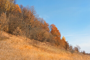 Fototapeta premium Beautiful harmony landscape with autumnal forest on mountain. autumn trees with golden foliage, country road and dry grass field, nature background. yellow-orange crown of trees in fall season