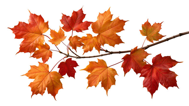 Vibrant orange and red maple leaves on a thin wooden branch