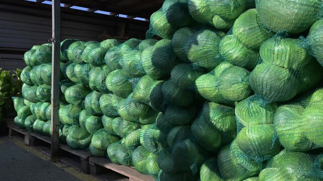 Heads of fresh green cabbage packed in mesh bags for market sale. Fresh green cabbage in net bags ready for winter pickling.