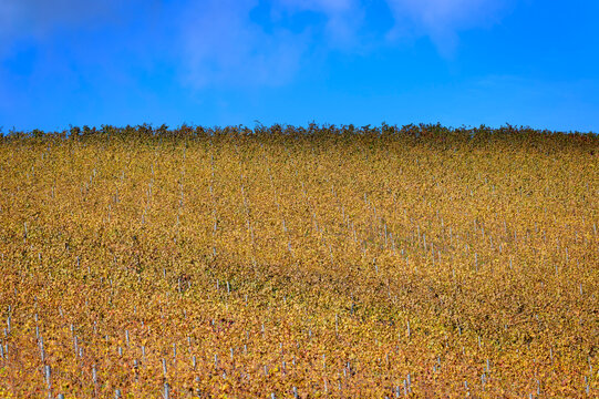 Vineyard with autumn colored leaves and blue sky in the Black Forest region, Germany.