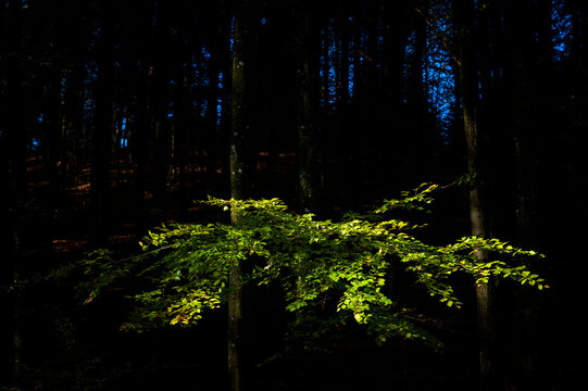 Light falling on colorful leaves in dark forest of the Black Forest, Germany.