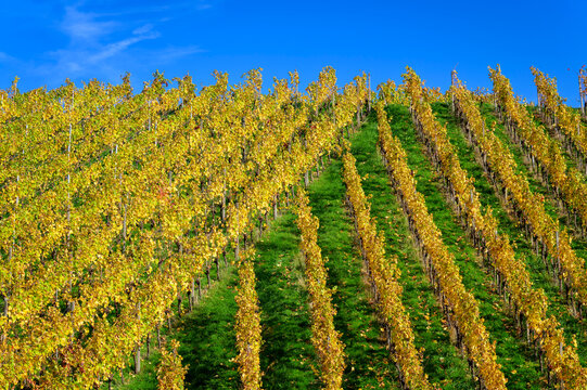 Vines with autumn colored leaves at a vineyard and blue sky in the Black Forest region, Germany.