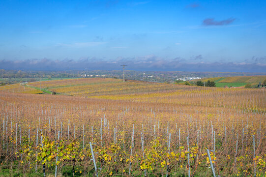 View over the Rhine valley with vinyards in autumn colors, Black Forest, Germany.