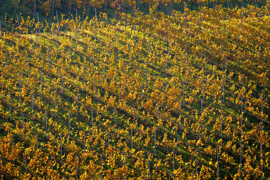 Scenic landscape with vinyards pattern in autumn colors, Black Forest, Germany.