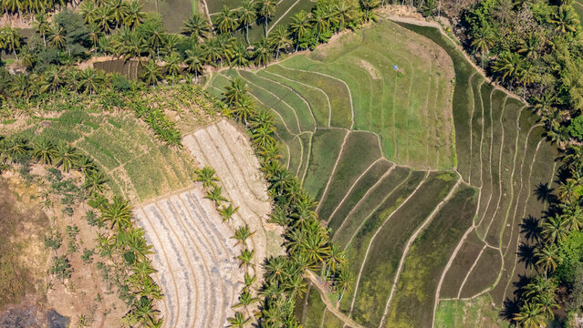 Aerial view of lush green rice terraces and agricultural fields surrounded by rows of palm trees in the rural landscape of Salatiga, Central Java, Indonesia.