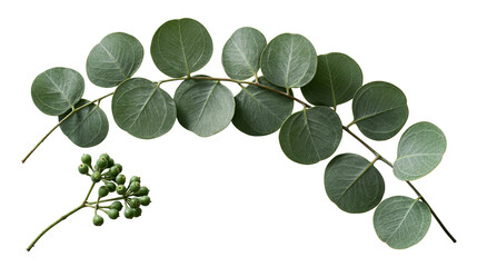 Fresh green eucalyptus branch with round leaves and small berry cluster © Lysander
