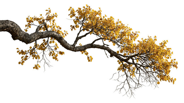 Curved birch tree branch with vibrant yellow autumn leaves