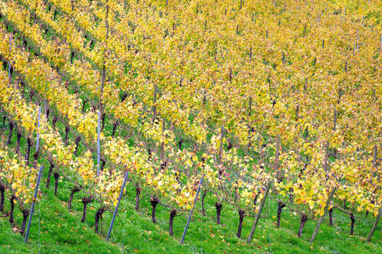 Scenic landscape with vinyards pattern in autumn colors, Black Forest, Germany.