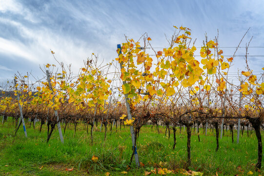 Vines with autumn colored leaves at a vineyard in the Black Forest region, Germany.