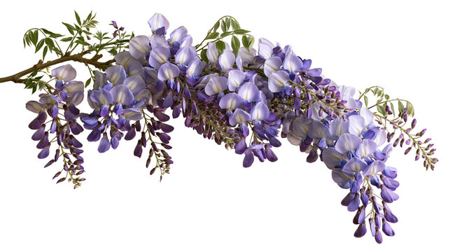 Cascading purple wisteria flower racemes on a woody branch