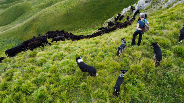 sheep farming: flock of Massesi sheep grazing in the Apennines