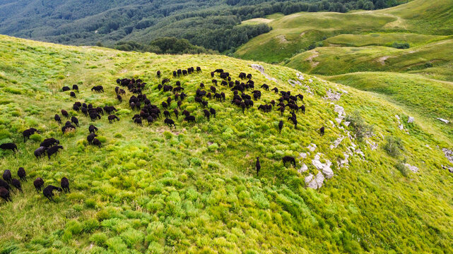sheep farming: flock of Massesi sheep grazing in the Apennines